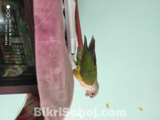 অসম্ভব চোখ জুড়ানো, চঞ্চল, চমৎকার কুনুর পাখি বিক্রি